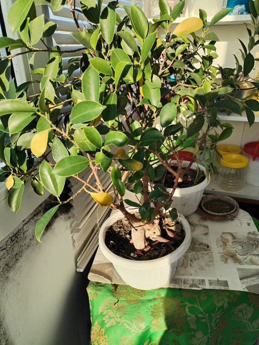 Plante de apartament.