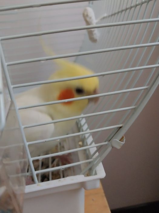 Продаётся попугай корелла