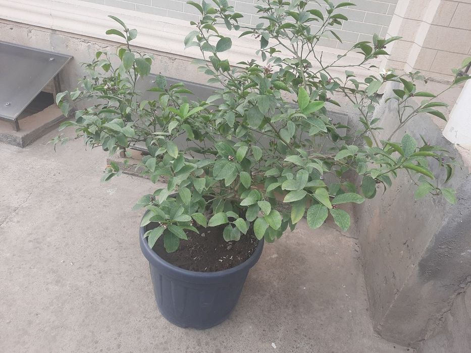 Лимон дарахт сотилади