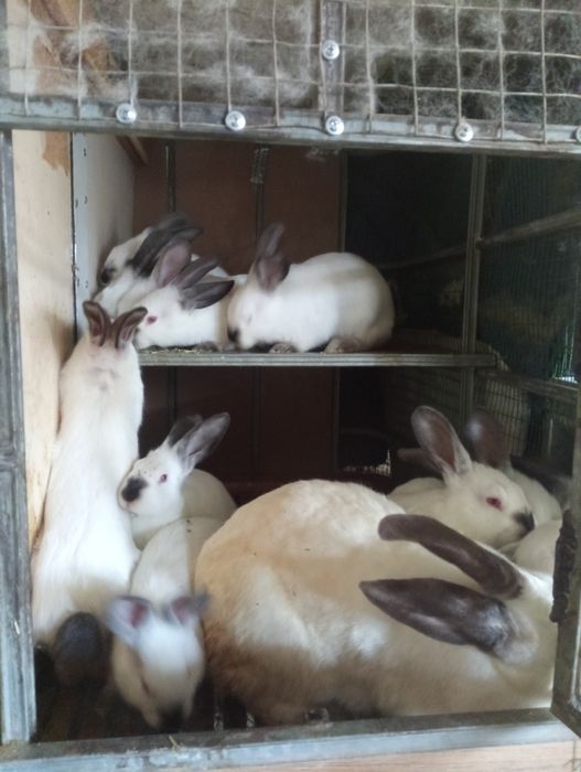 Калифорния қуён болари  100 мин сўмдан