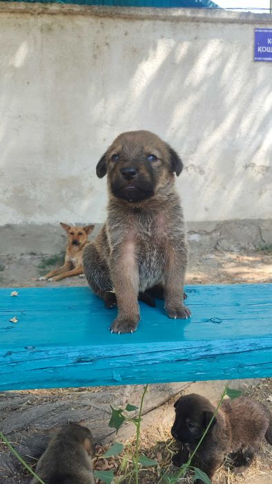 Щенки звонки, мальчики