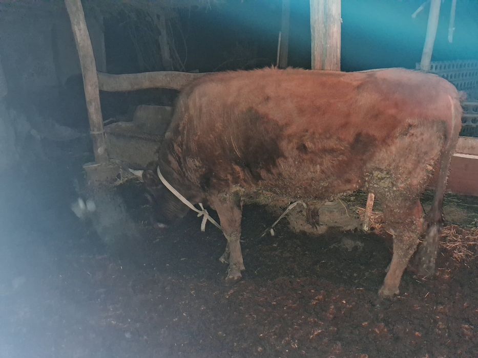 Buqa sotiladi 27 milyon