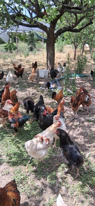 Продавам петли млади