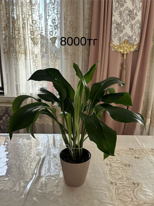 Продам комнатные цветы