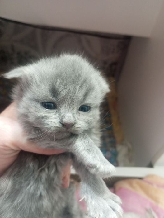 Продам котят срочно