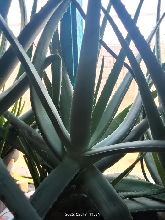 Алое жапырактары