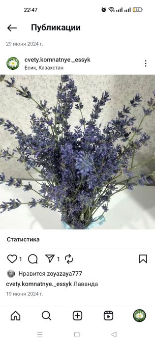 Лаванда садовый многолетник