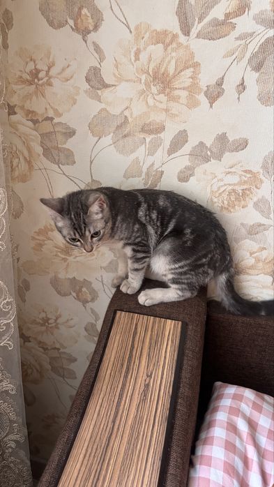 отдам котика в хорошие руки