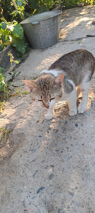 кот крысалов ,в добрые руки