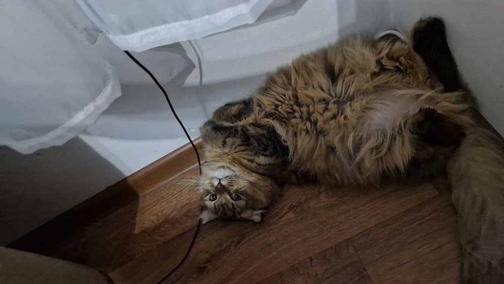 Отдам кота даром