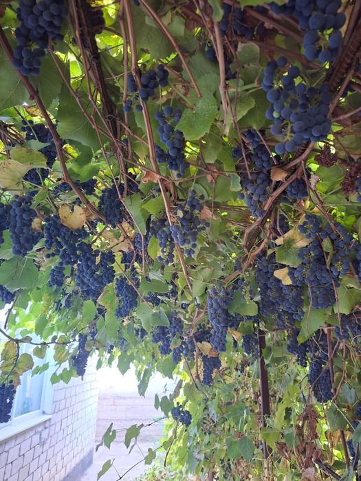Продам Винный виноград