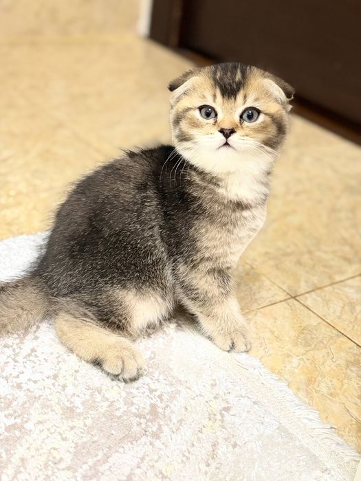 Продается котьят шиншилла