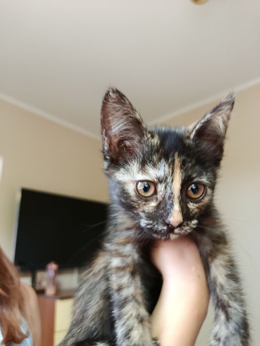 Котенок, 2 месяца, девочка