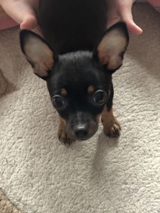 Мини той терьер.