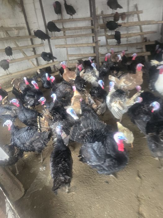 Индюк тер сатылады