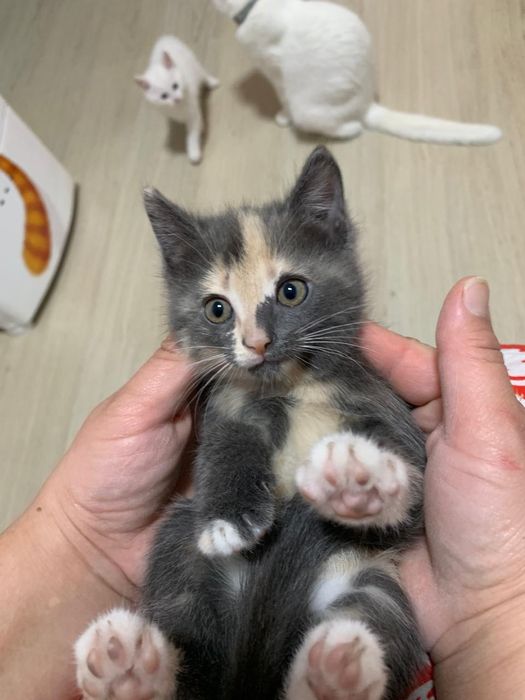 Очень нежные и игривые котята!