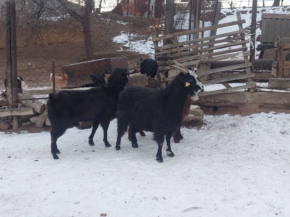 Семіз жем жеп тұрған бойдақ ешкілер сатылады