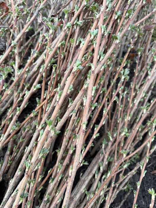 Саженцы смородины