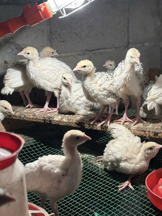Продам домашних индюков