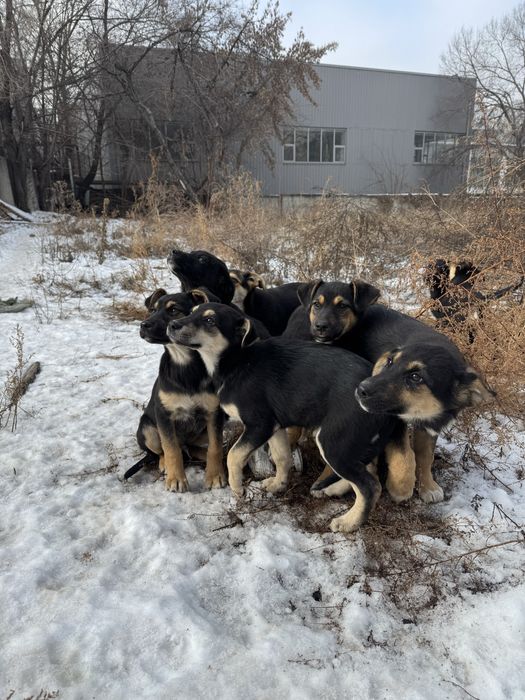 Отдаю щенят в добрые руки