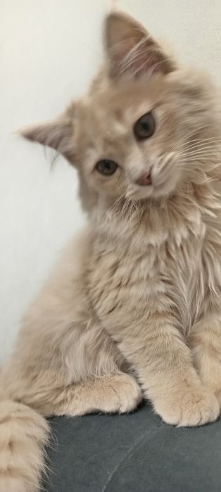 Mushuk sotiladi öğil bola 4 oylık soğlom