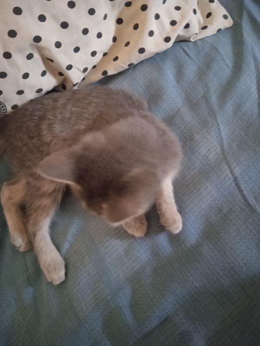 Котик даётся добрый рук