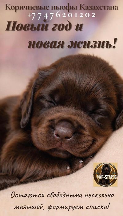 Щенки ньюфаундленда