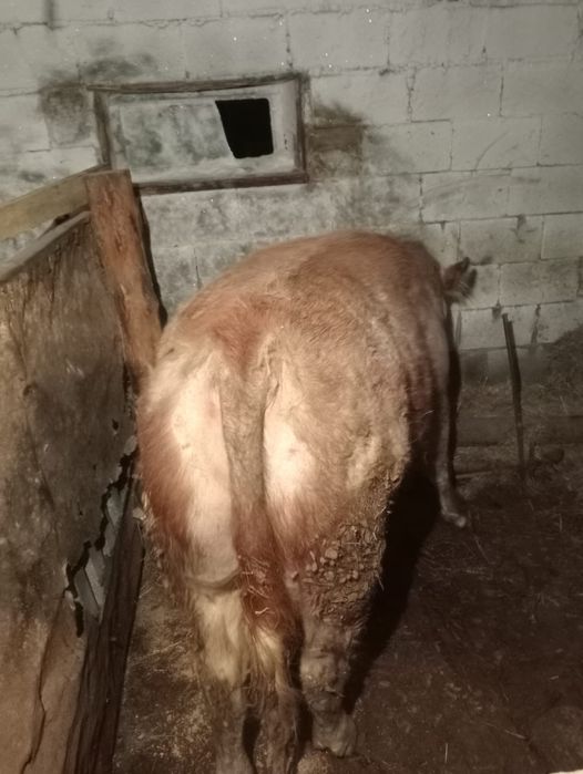 Бычок 1,5 жас, семіз