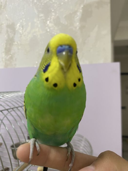 Продам двух волнистых попугаев.