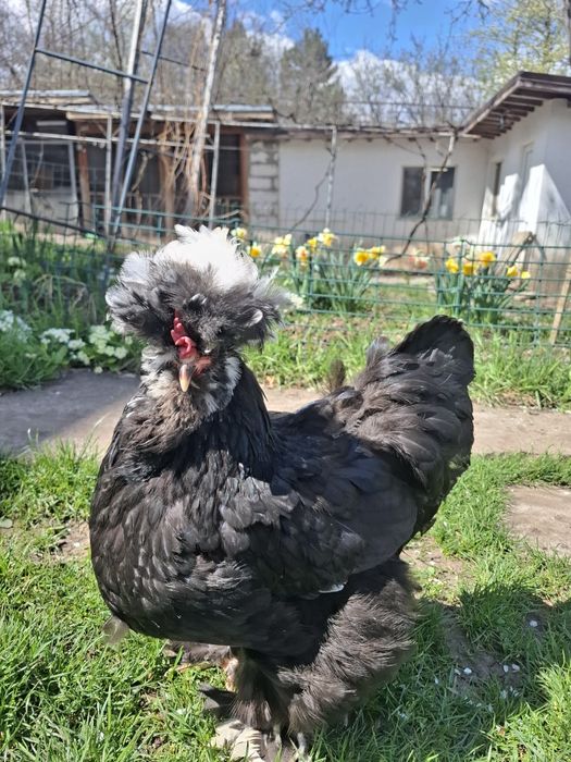 Струмски стандарт яйца