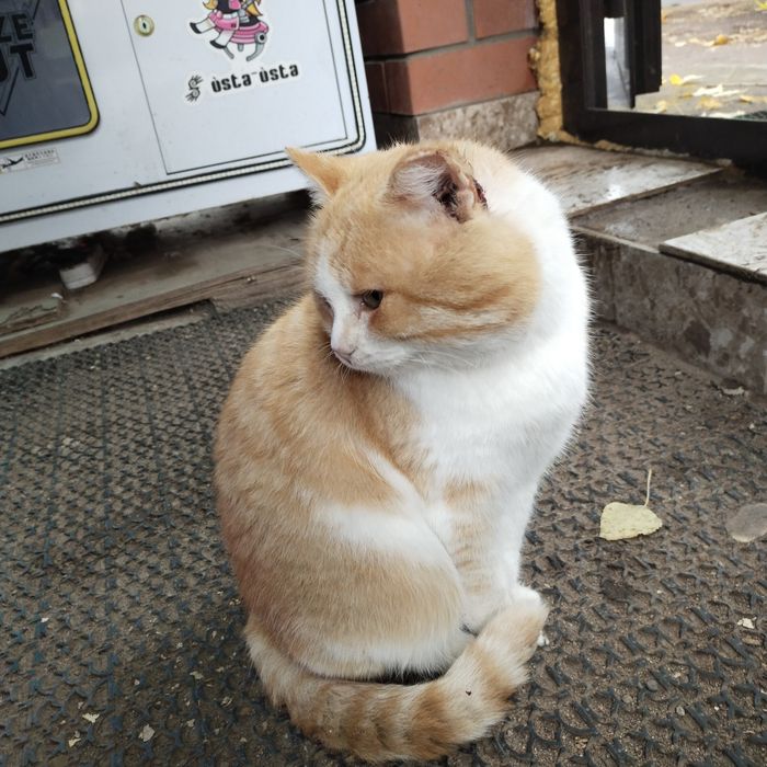 Кот грустный в добрые руки