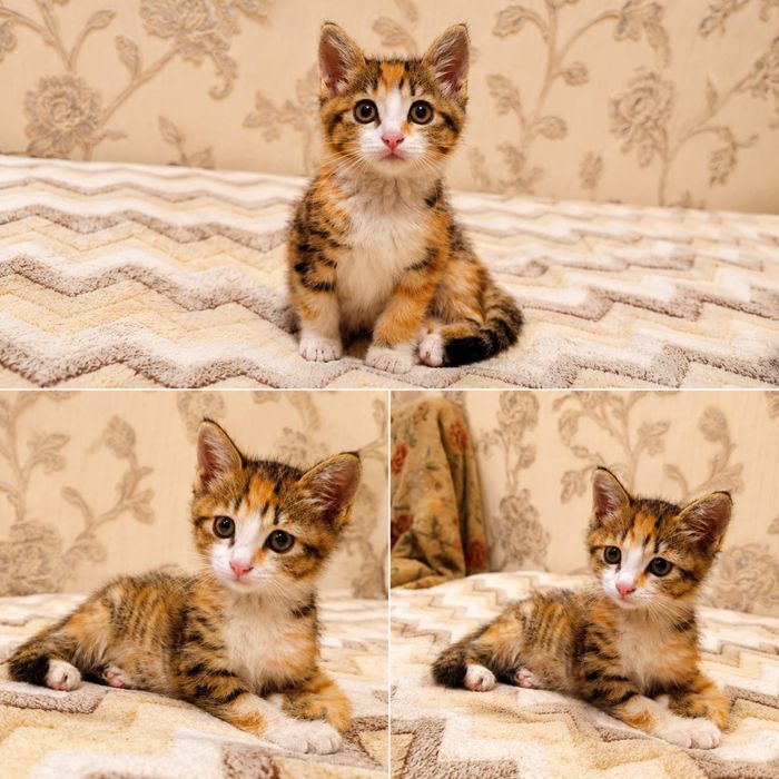КОТЕНОК в добрые руки
