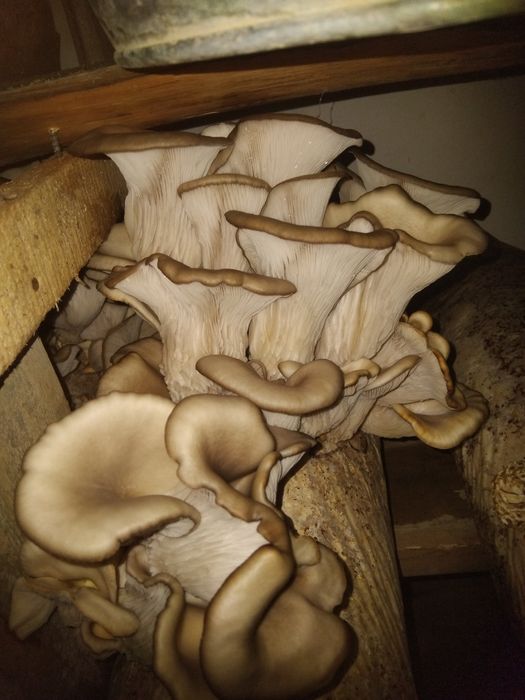 Вешенко ең тұщы гриб шикілей жерге болады