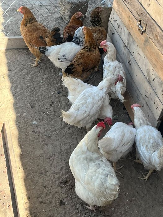 Продаются куры и петух