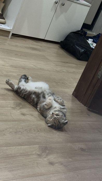 Продам веслоухую шотландку