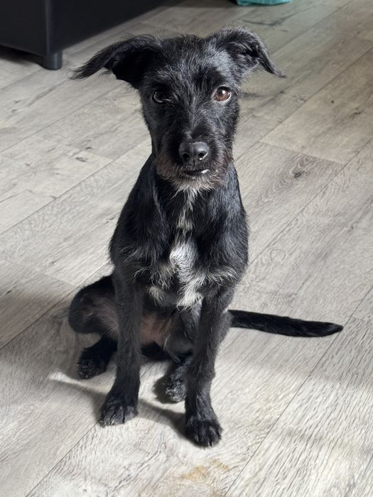 Собачка ищет дом