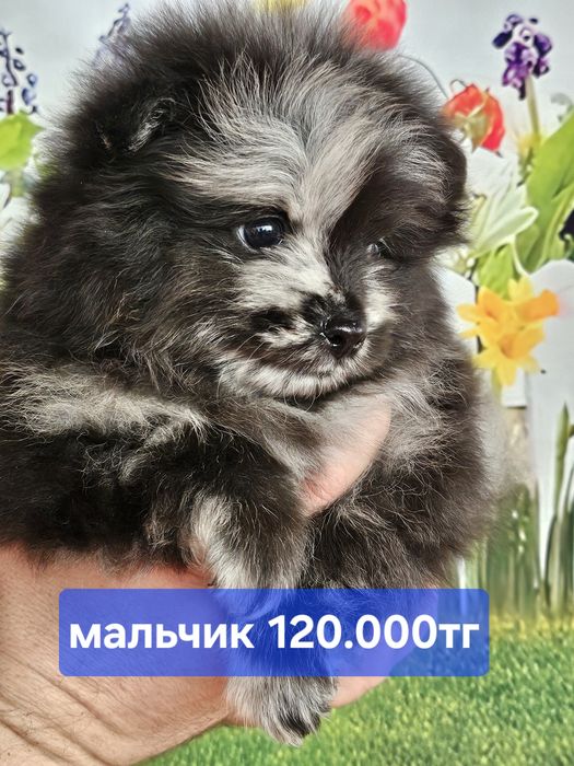 Милые малыши карандаши шпицы