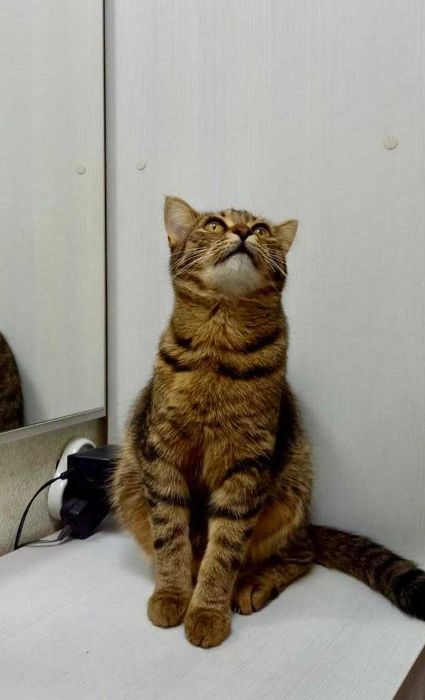 Отдам кошку в добрые руки