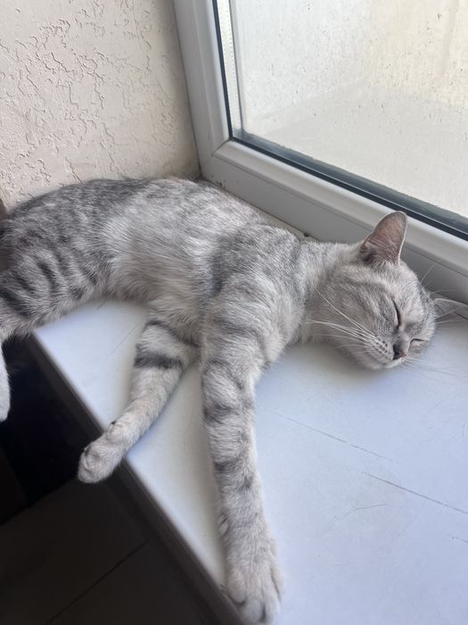 Продам британская короткошёрстную кошку