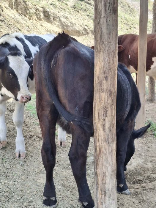 Vitea angus si una baltata