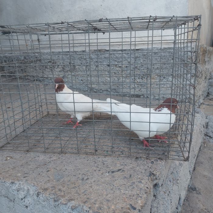 Кызылбас пара лет с игрой