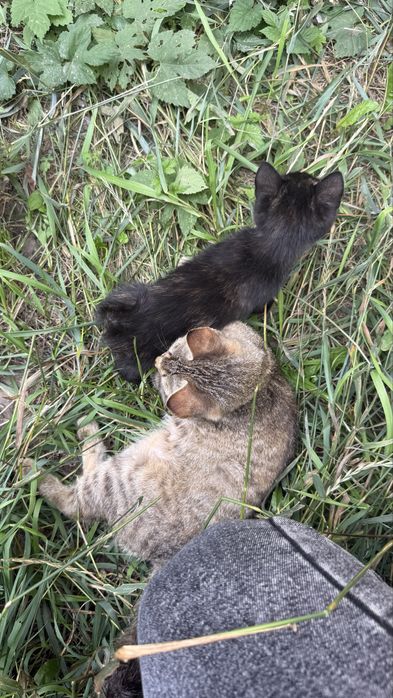 Котята ищут семью