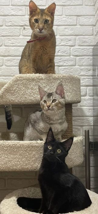 Редкий серебряный окрас