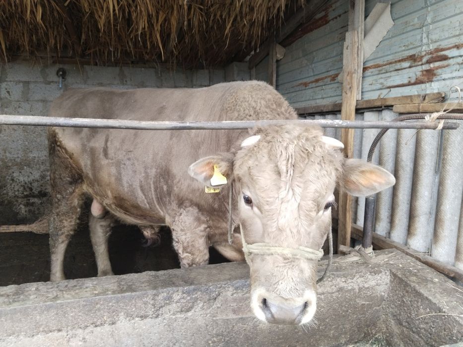 Аулиекольская парода