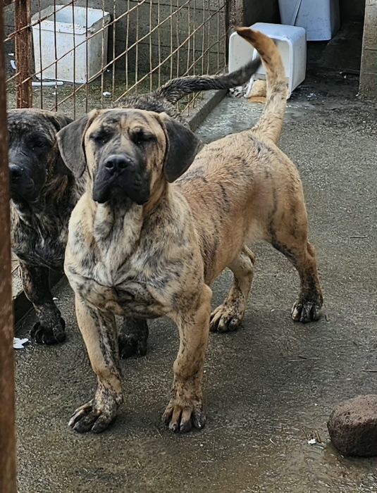 Куче Dogo Canario