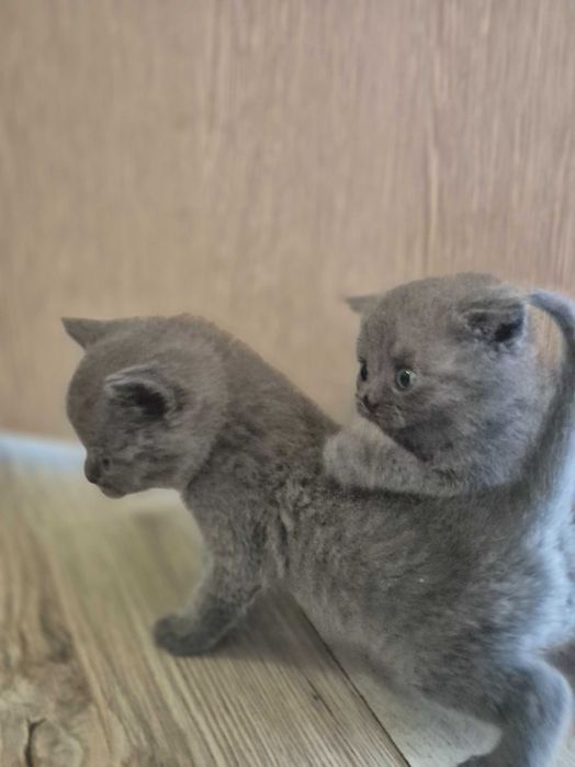 Британски котета