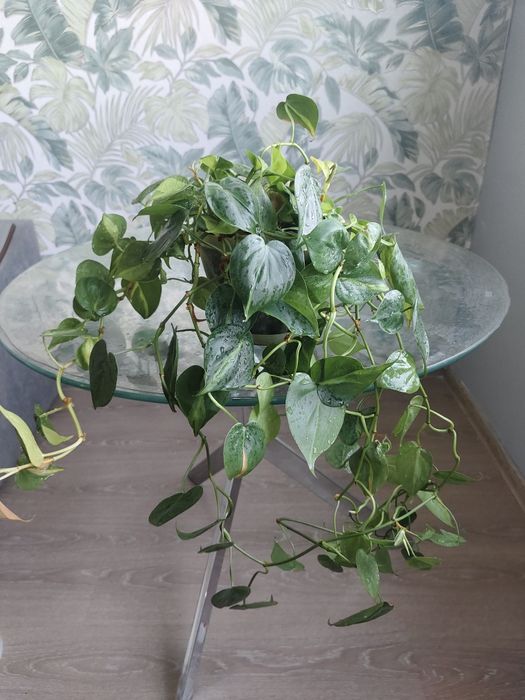 Отдам в добрые руки лианы