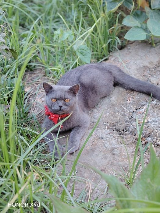 Продаётся кошка, скотиш ,страйт , (беременная)