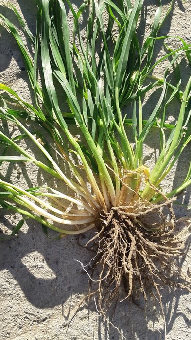 Семена ячменя Элвин