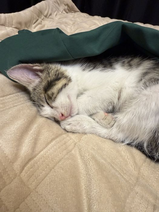 Котенок бесплатно мальчик 2 мес